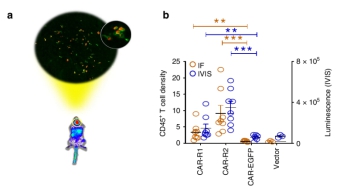 利用免疫荧光和活体成像技术追踪ZL早期CAR-T细胞的侵润情况；CD45指示CAR-T细胞.jpg