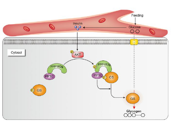 图1. 胰岛素-AKT调控PPP1R3G磷酸化促进糖原合成的新机制.png