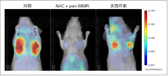 图4. 注入小鼠乳腺脂肪垫模型中的植入Bioware® Brite 4T1-Red-Fluc肿瘤细胞的肿瘤发展和监测.png