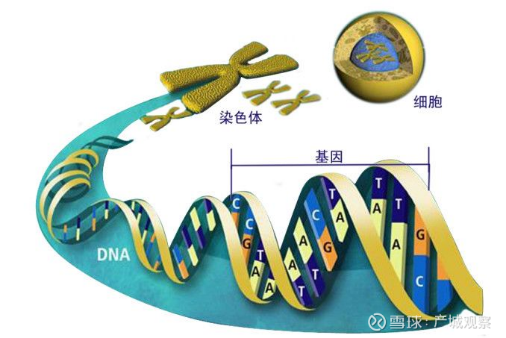 紫外趣谈dna双螺旋结构的发现文末福利