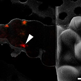使用冷冻共聚焦显微镜定位活性循环核孔复合物（上）
