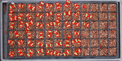 seed germination.jpg