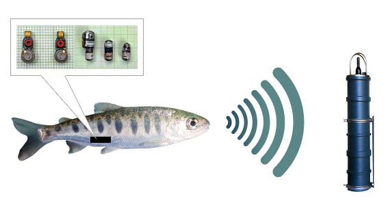 鱼类行为监测和追踪系统—— MAP600