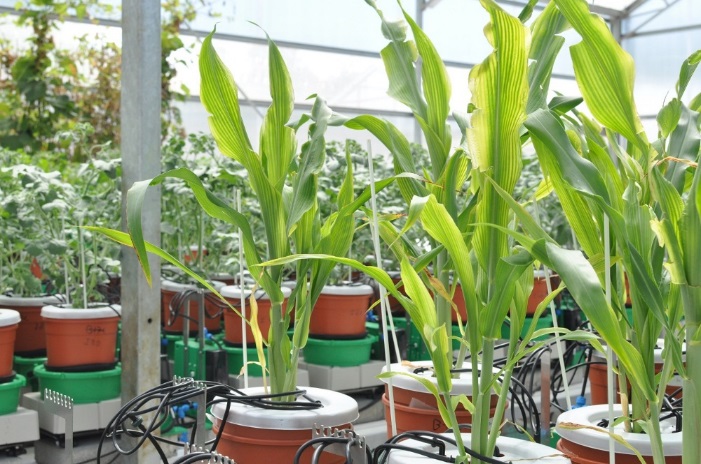 逆境模擬及植物生長監測系統Plantarray