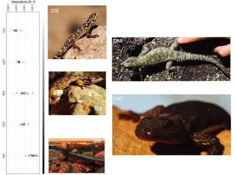 ASD丨黑化型如何影响蜥蜴对气候变化的敏感性
