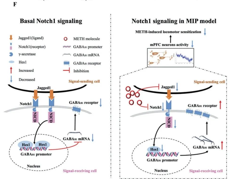 Mol Psychiatry Mpfc Notch1信号通过hes1抑制gabab1受体表达介导meth诱导的精神障碍 公司新闻 丁香通