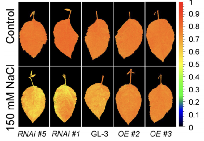 易科泰叶绿素荧光成像技术应用于园艺科学研究—热带水果