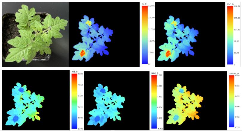 易科泰推出FluorTron叶绿素荧光光谱成像系统