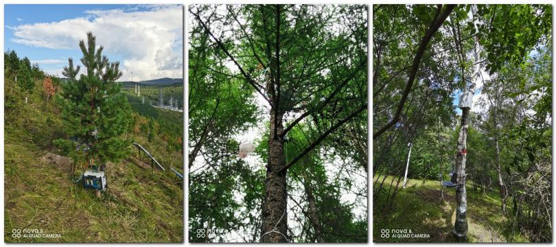 植物生理生态系统应用于小流域生态系统观测