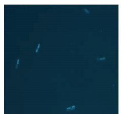 图 1： 枯草芽孢杆菌在细 胞计数的荧光显微镜成像.png