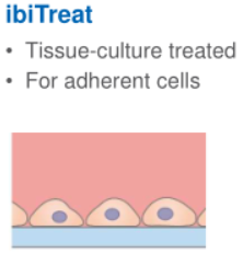 ibidi细胞培养科普知识系列，带您<em>了解</em><em>实验</em>小常识～