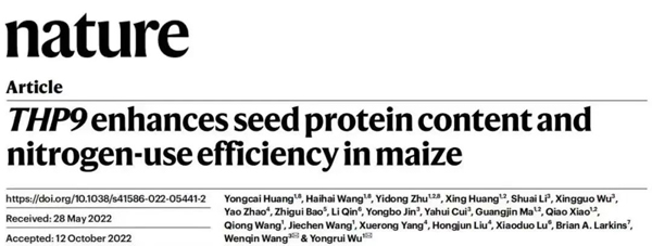 Nature|中科院巫永睿研究组成功克隆野生玉米变异基因，有效提高玉米蛋白含量