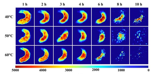 低场核磁共振与磁共振成像监测虾干过程中水分动态变化