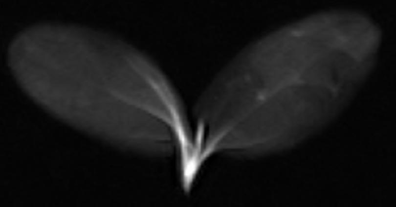 低场核磁共振T1/T2弛豫时间与成像技术在耐寒性植物中的研究