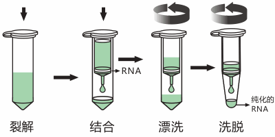 RNA提取柱.gif