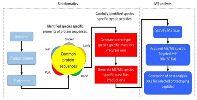 图2.靶向蛋白质组学方法用于不同物种肉类鉴别分析策略.png