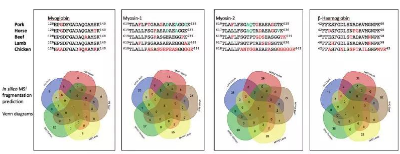 图7. 靶向肌肉蛋白计算机模拟序列分析鉴定出来自肌红蛋白，myosin-1，myosin-2和β-血红蛋白的蛋白质特征性肽。黑色表示序列一致性≥60％；红色和绿色表示用于区分不同物种的特征氨基酸.png