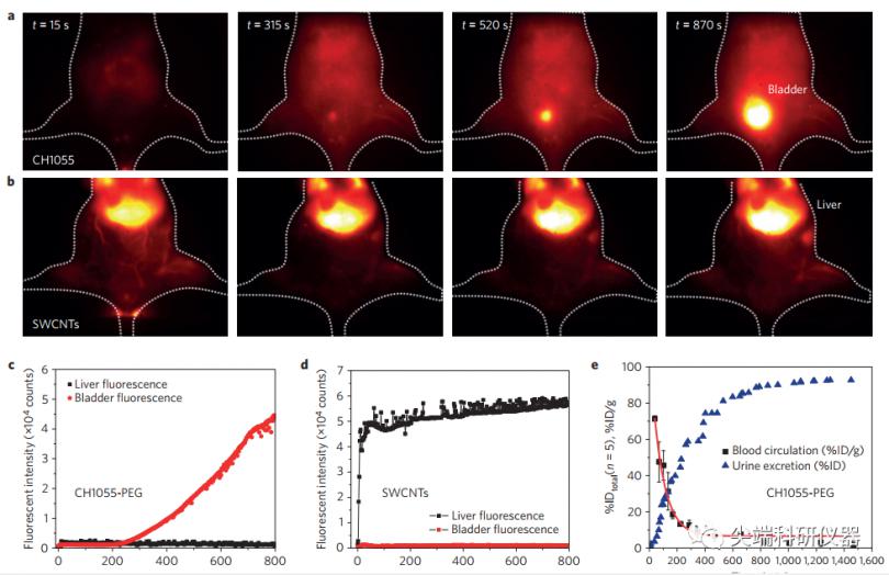 前沿热点：近红外小动物活体成像
