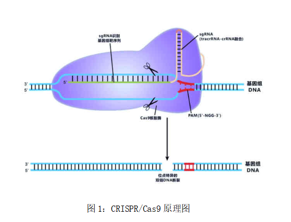 CRISPR/Cas9敲除细胞系构建