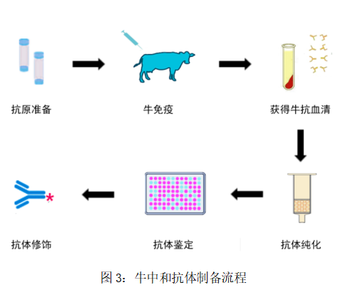 牛中和抗体制备全流程介绍