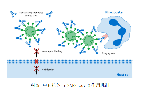 牛中和抗体制备全流程介绍