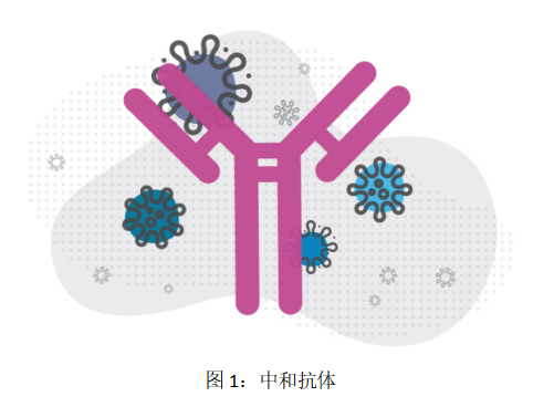 牛中和抗体制备全流程介绍