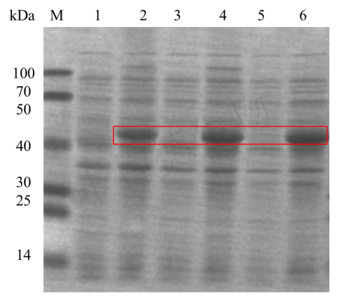 蛋白诱导表达纯化+图片1_副本.png