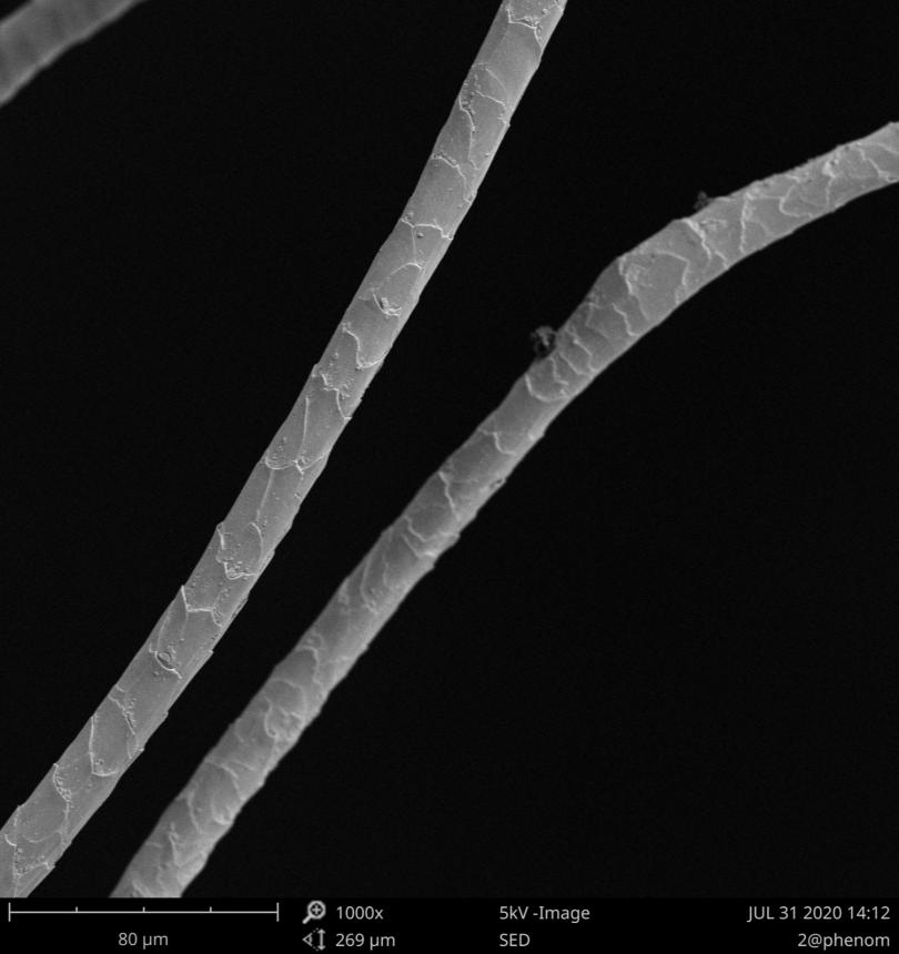 电子显微镜绵羊毛.jpg