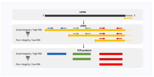 MIQE指南——RT-qPCR中的RNA质量控制