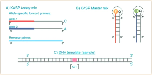 五分钟了解如何通过盘古qPCR仪进行KASP基因分型检测