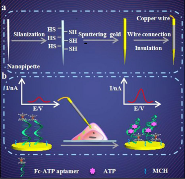 能量代谢研究ZX突破：亚细胞水平ATP的在线监测！