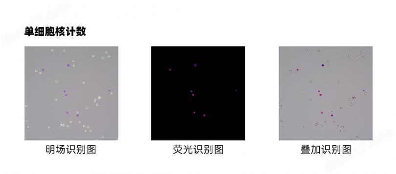 单细胞核计数.jpg