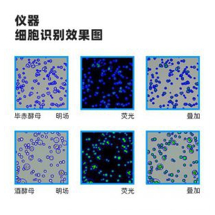 博大博聚 荧光酵母细胞计数仪 JSY-FL-052
