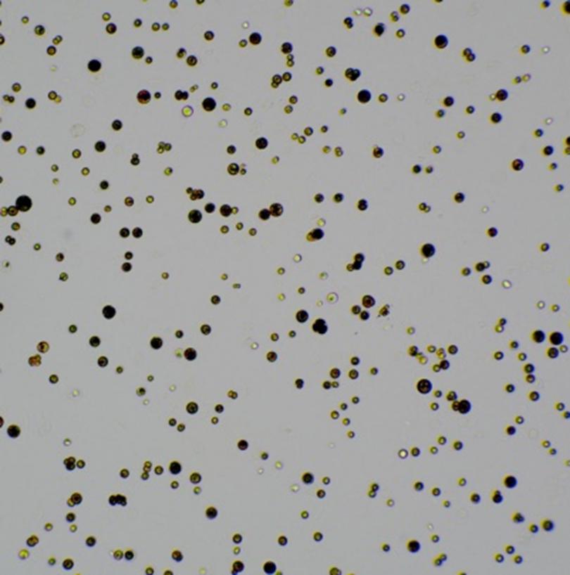 BodBoge细胞计数仪-实拍球藻细胞、透明微球、昆虫细胞等