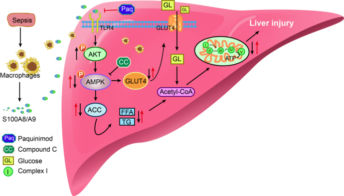 INT J MOL SCI┃S100A9是通过何种机制导致脓毒症诱导的肝脏组织线粒体功能障碍