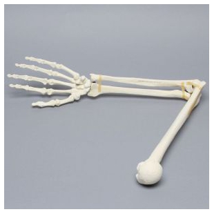 美国SAWBONES 1022-63-1手臂解剖模型