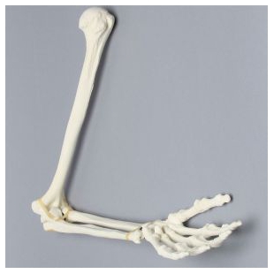 美国SAWBONES 1022-63-1手臂解剖模型