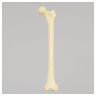 SAWBONES 1100股骨解剖模型