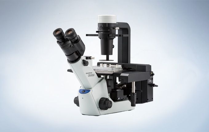 奥林巴斯倒置显微镜CKX53示例图13