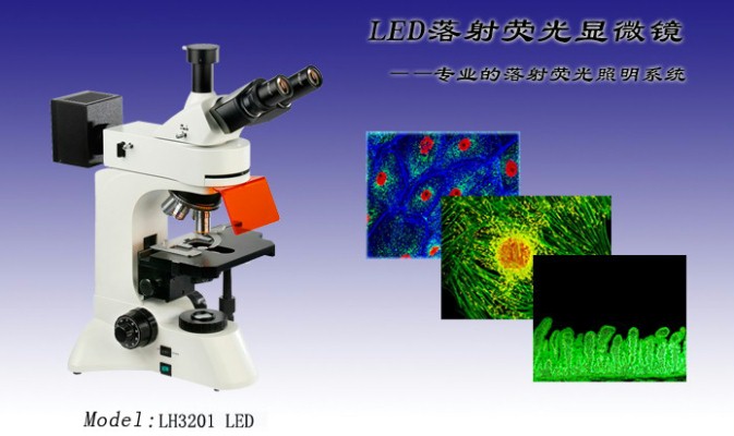 重庆正置荧光显微镜 LED荧光显微镜LH3201 荧光显微镜报价