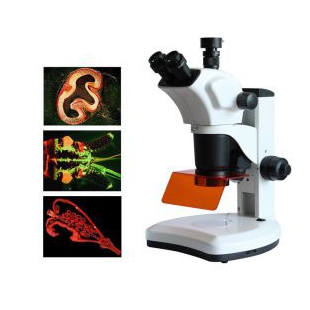 體視熒光顯微鏡 LED熒光顯微鏡 ZSA300FL