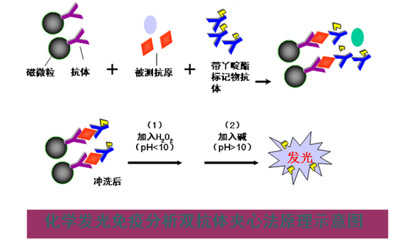 化学发光免疫分析仪检测原理