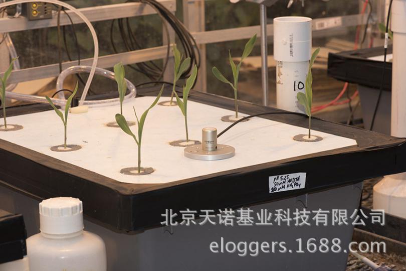 SQ_500 plants