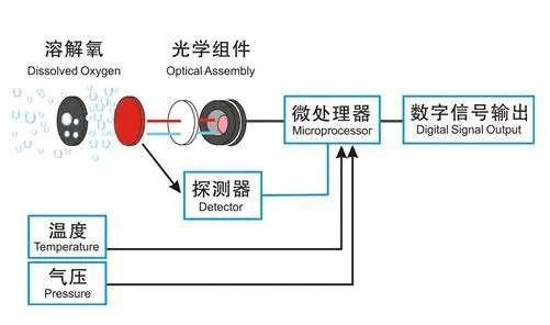 在线溶解氧传感器原理及维护方法