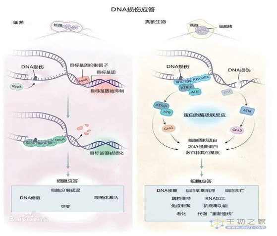 硬核生物科普：什么是“DNA损伤应答”（DDR）