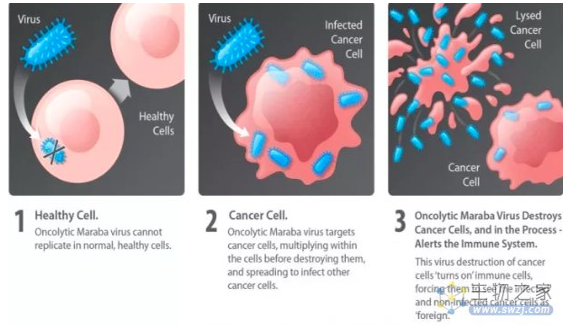 用病毒“溶解”肿瘤，是治疗癌症的新希望吗？