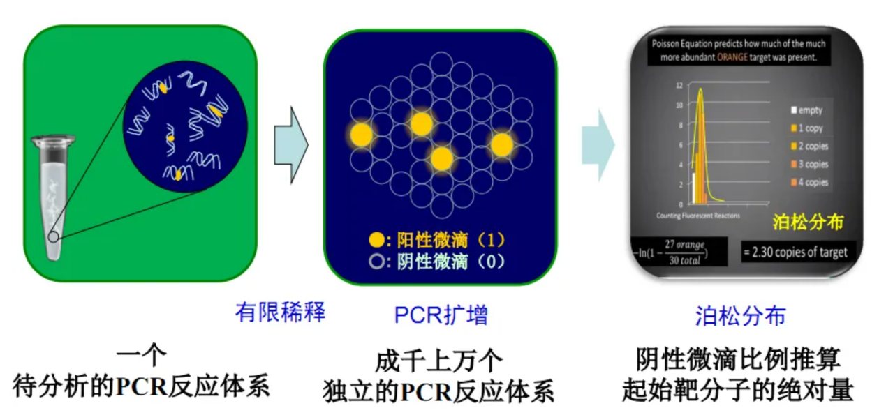 新冠病毒的临床症状与检测方法_上海弥楼生物