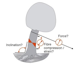 PiCUS TreeQinetic树木拉伸测试仪