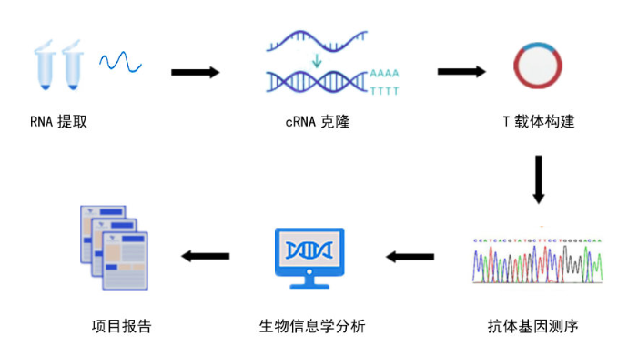 杂交瘤基因测序流程2.png