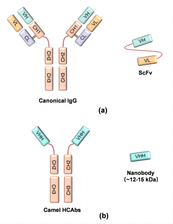 纳米抗体重组表达+泰克生物1.png